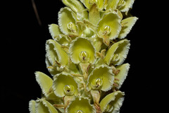 Altensteinia fimbriata