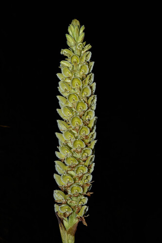 Altensteinia fimbriata, photograph 2