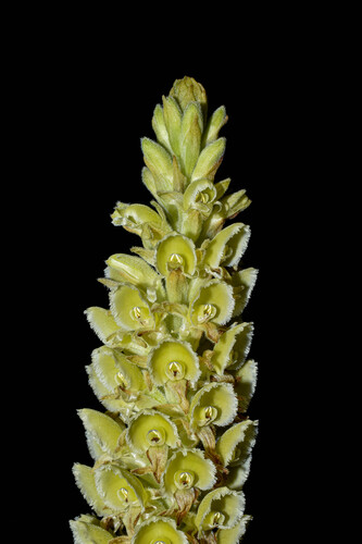 Altensteinia fimbriata, photograph 1