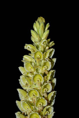 Altensteinia fimbriata, photograph (c) Jhon A. Yuca-Palomino, some rights reserved (CC BY)