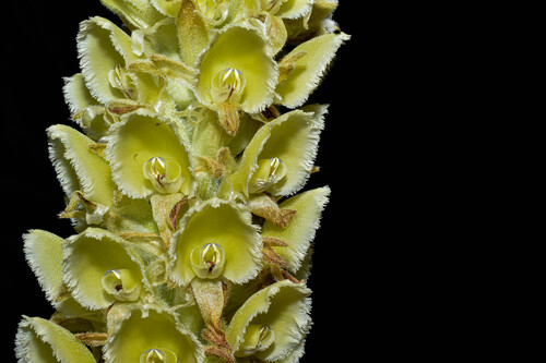 Altensteinia fimbriata, photograph 3