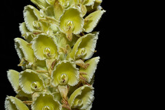 Altensteinia fimbriata, photograph (c) Jhon A. Yuca-Palomino, some rights reserved (CC BY)