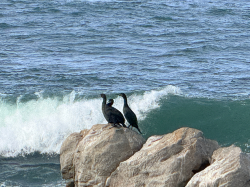 iNaturalist image