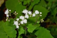 Ageratina luciae-brauniae