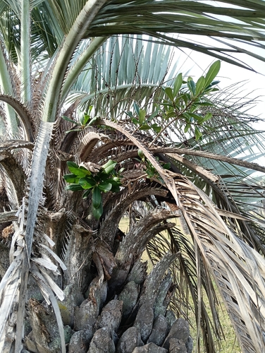 Myrsine laetevirens
