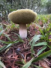 (c) Lorella Paola Cappelli, some rights reserved (CC BY-SA) King Bolete