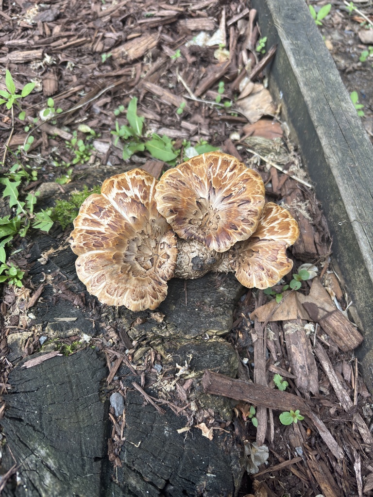 Dryad's Saddle · May 2026 · photo: Photo: (c) Maxime Rousseau, some rights reserved (CC BY) · iNaturalist