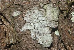 Pertusaria pertractata