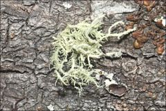 Usnea inermis
