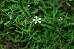 Mononeuria cumberlandensis