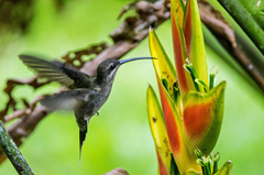 Phaethornis hispidus
