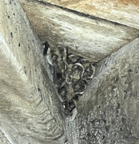 Little Brown Bat photographed in Colorado