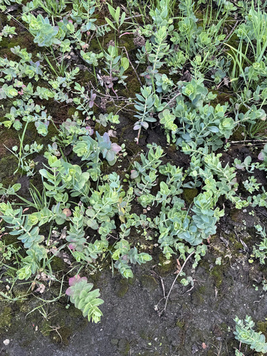 Наблюдение на iNaturalist