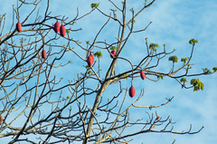 Pseudobombax munguba