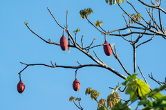 Pseudobombax munguba