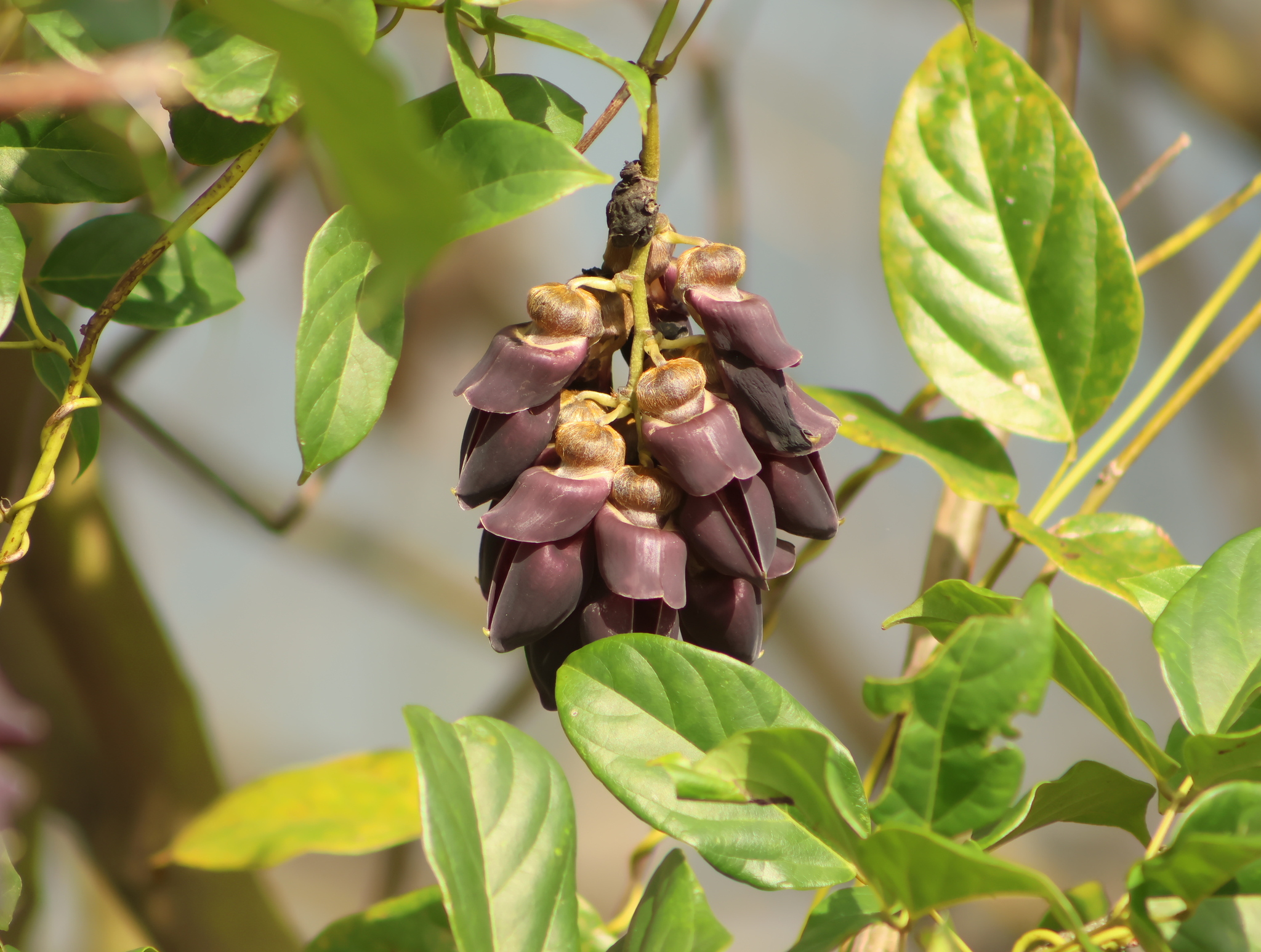 Mucuna pruriens (Mucuna pruriens)