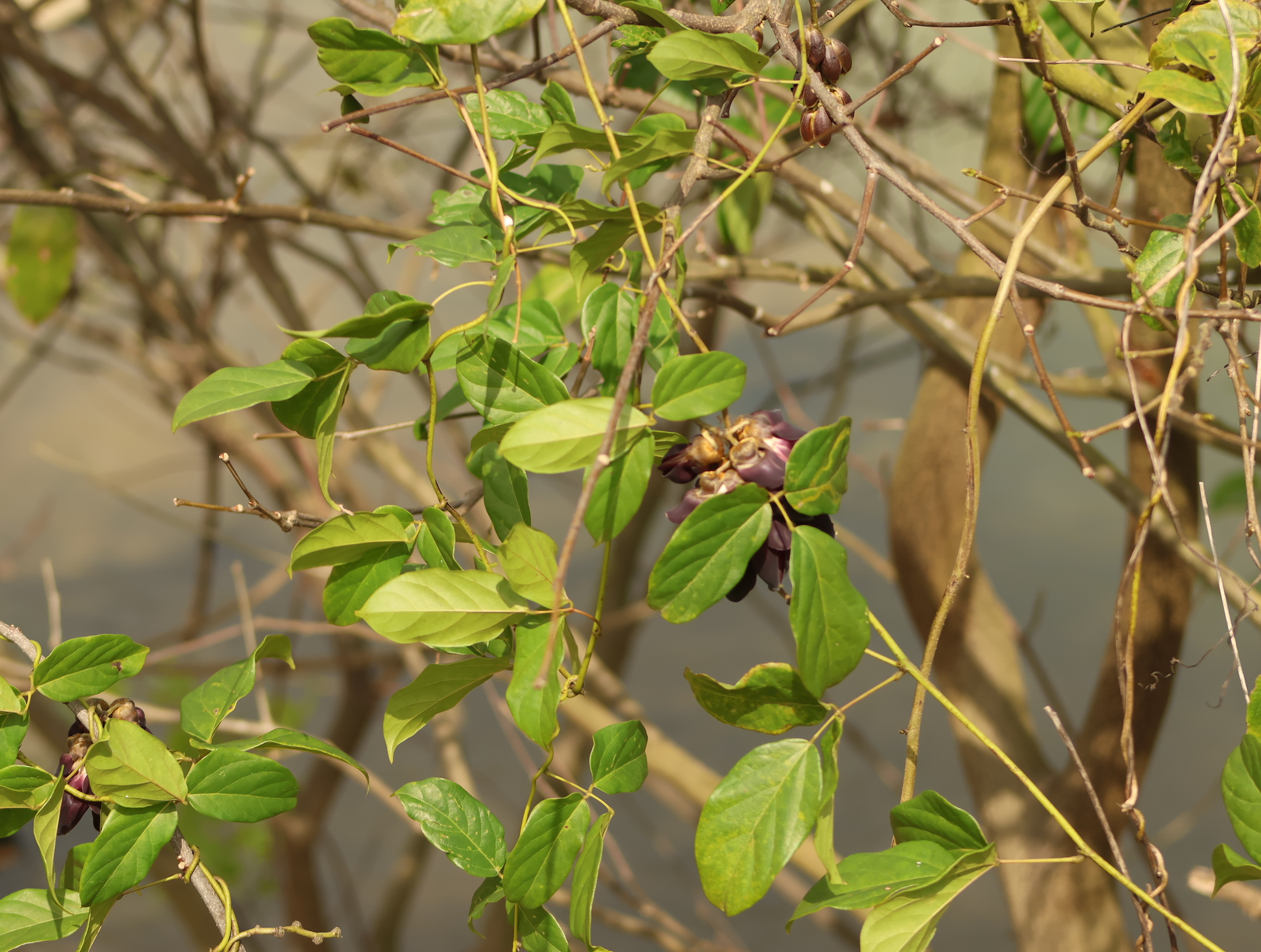 Mucuna pruriens — ảnh 2