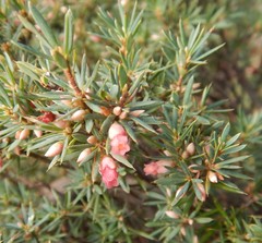 Brachyloma ericoides