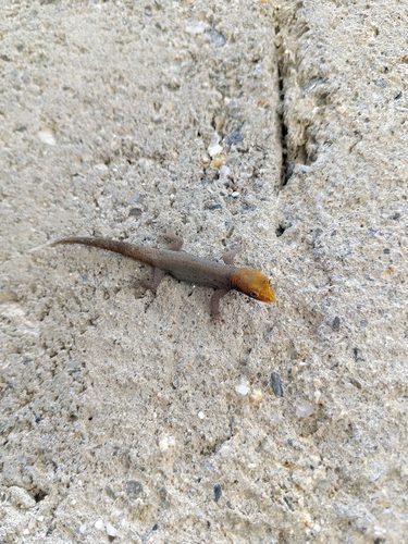 Yellow-headed Gecko