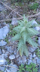 Cirsium acrolepis