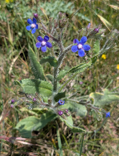 Italian Bugloss