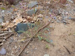 Astragalus tephrodes