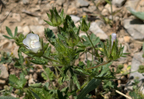 Rough Marsh-mallow