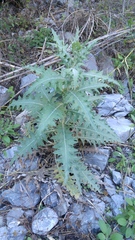 Cirsium acrolepis