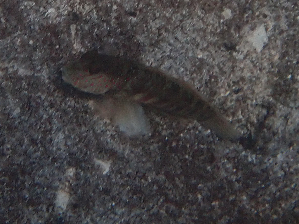 Leptocephalus Prawn-goby (Cryptocentrus leptocephalus)