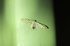 Parapoynx dentizonalis