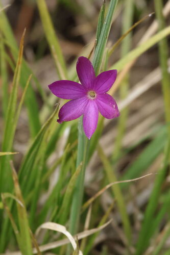 Olsynium douglasii observed 2026-05-27
