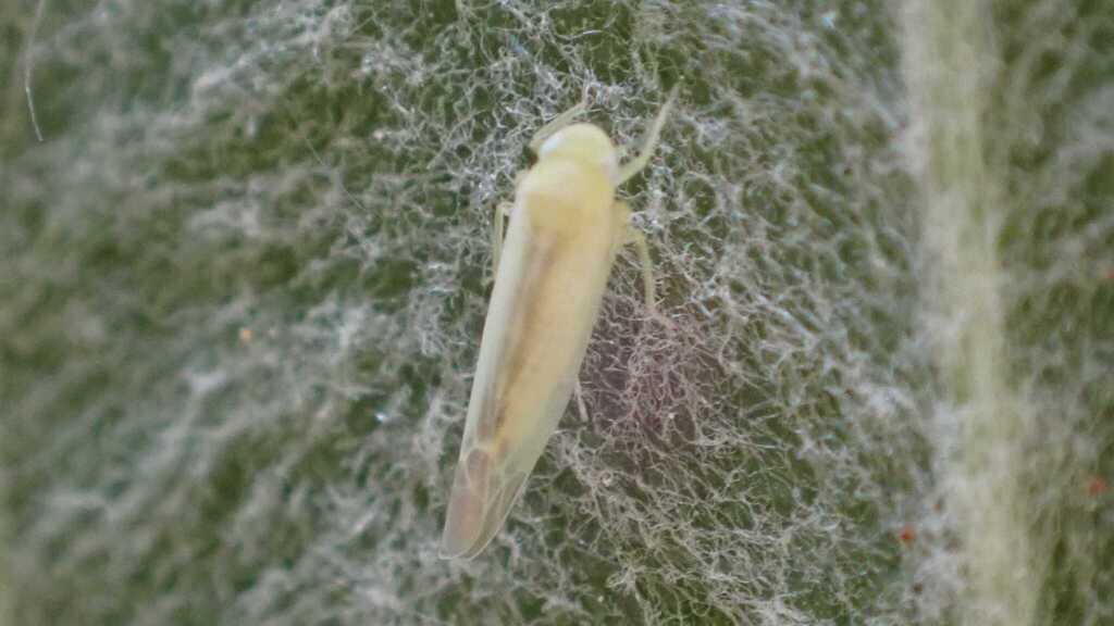 Apple Leafhopper