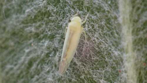 Apple Leafhopper
