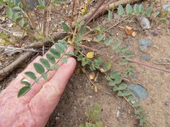 Astragalus tephrodes