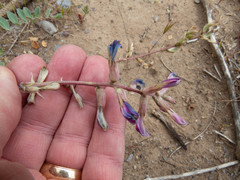 Astragalus tephrodes