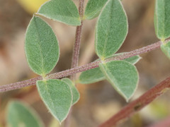 Astragalus tephrodes
