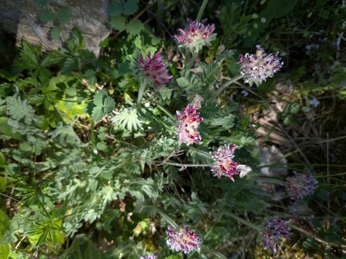 Mountain Kidney-vetch