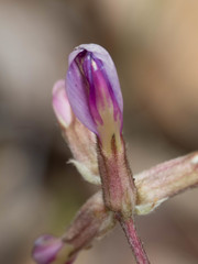 Astragalus tephrodes