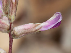 Astragalus tephrodes