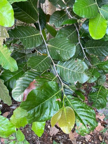 Microdesmia arborea observed 2026-05-25