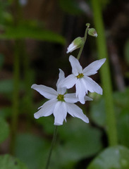 Lithophragma affine