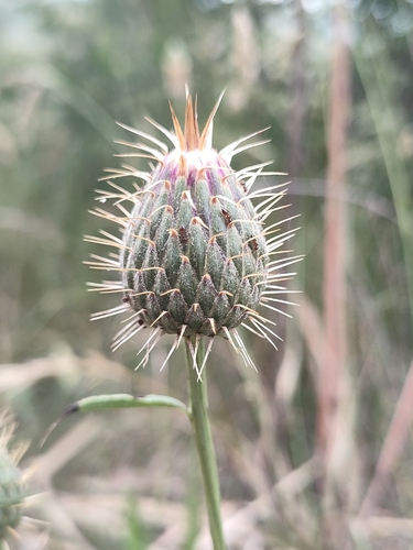 Klasea flavescens, photograph 2
