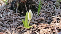 Lysichiton camtschatcensis