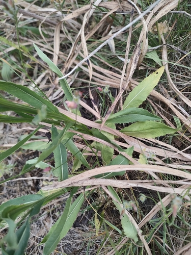 Klasea flavescens, photograph 3