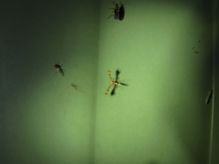 Nippoptilia cinctipedalis