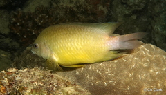 Pomacentrus simsiang