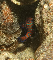 Synchiropus splendidus