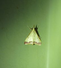 Autocharis hedyphaes