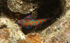 Synchiropus splendidus