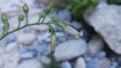Nicotiana nudicaulis